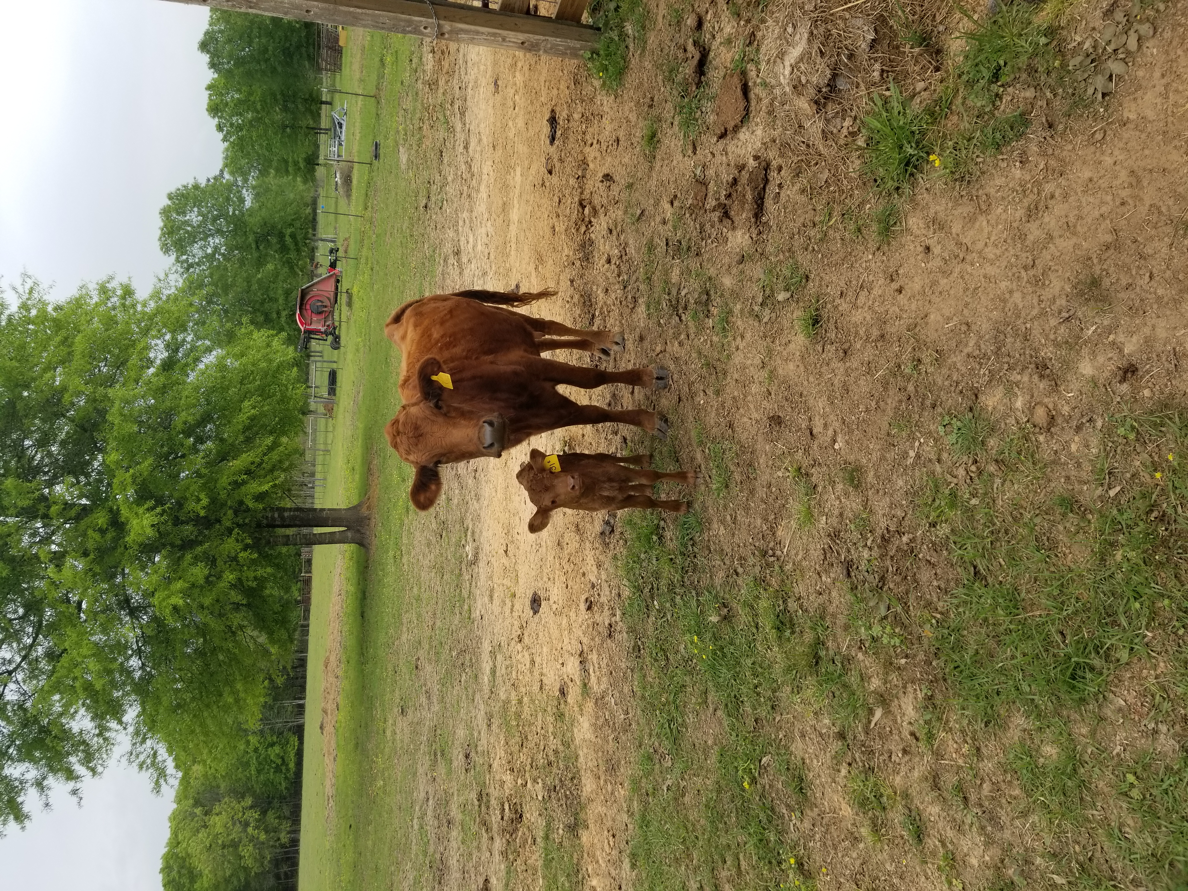 Dexter calf and cow