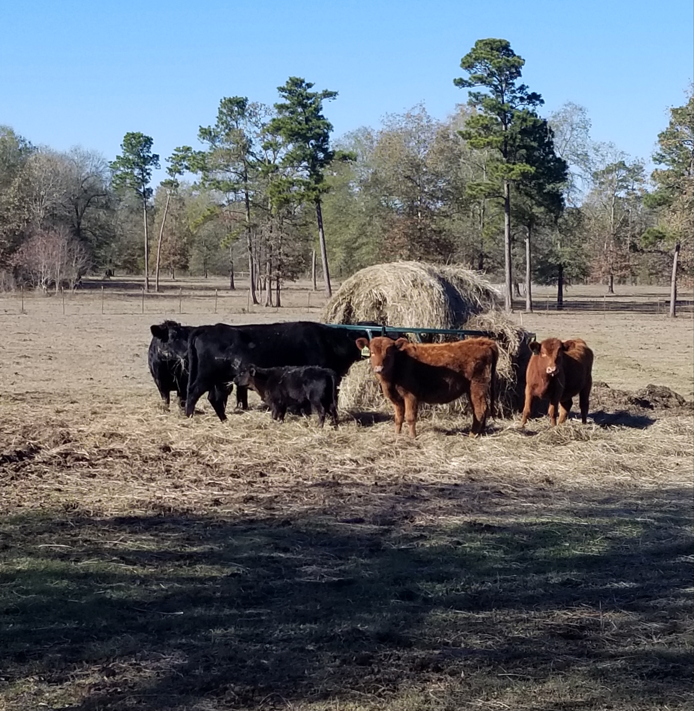 Dexter cattle texas